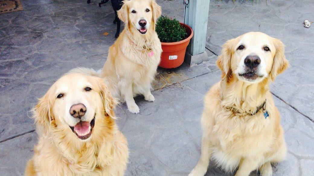 Happy national siblings day!  Miss these guys so much :( #goldenretriever #siblinglove