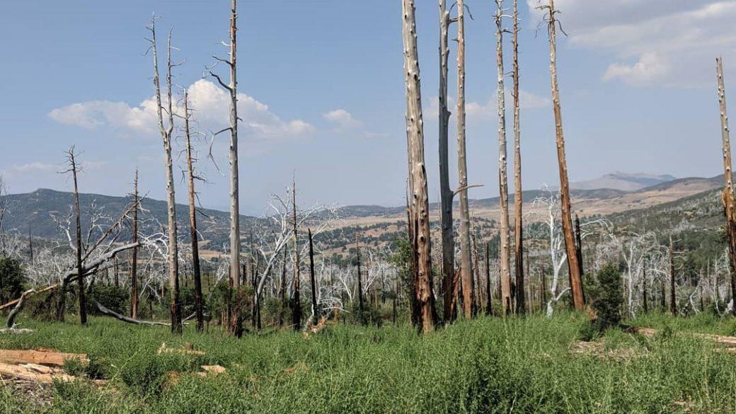 Seeing burn areas from California fires, 15 years later